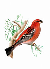 Finch Bird illustration. Vintage inspired bird art.