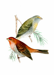 Finch Bird illustration. Vintage inspired bird art.