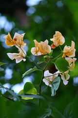 Bougainvillea spectabilis, also known as great bougainvillea, is a species of flowering plant. It...