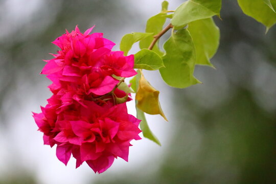 Bougainvillea spectabilis, also known as great bougainvillea, is a species of flowering plant. It is native to Brazil, Bolivia, Peru, and Argentina's Chubut Province. 