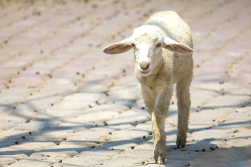 Close up the baby Sheep is rest