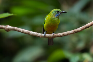 Orange-bellied Leafbird The head, upper body, neck, chest, wings and tail are green, the lower chest, belly and underside are yellow-orange.