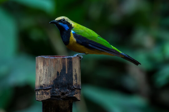 Orange-bellied Leafbird The head and upper body are green, the face, neck and upper chest are black, the antennae are bright blue, the wings and tail are dark blue. Chest and lower body orange