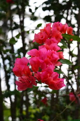 Bougainvillea spectabilis, also known as great bougainvillea, is a species of flowering plant. It is native to Brazil, Bolivia, Peru, and Argentina's Chubut Province. 