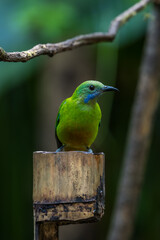 Orange-bellied Leafbird The head, upper body, neck, chest, wings and tail are green, the lower chest, belly and underside are yellow-orange.