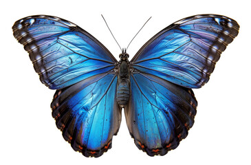 Fototapeta premium Vibrant blue morpho butterfly with open wings isolated on transparent background