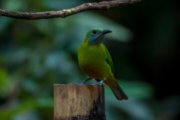 Orange-bellied Leafbird The head, upper body, neck, chest, wings and tail are green, the lower chest, belly and underside are yellow-orange.