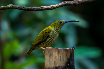 Long-billed Spiderhunter The upper body, wings and tail are greenish yellow. The neck and lower body are grayish-white. Shins and feet are bright orange.