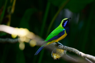 Orange-bellied Leafbird The head and upper body are green, the face, neck and upper chest are black, the antennae are bright blue, the wings and tail are dark blue. Chest and lower body orange