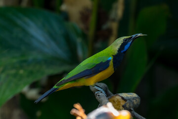 Orange-bellied Leafbird The head and upper body are green, the face, neck and upper chest are black, the antennae are bright blue, the wings and tail are dark blue. Chest and lower body orange