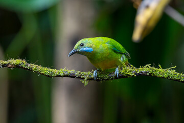 Orange-bellied Leafbird The head, upper body, neck, chest, wings and tail are green, the lower chest, belly and underside are yellow-orange.