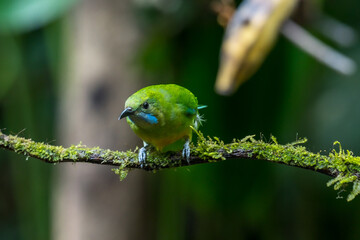Orange-bellied Leafbird The head, upper body, neck, chest, wings and tail are green, the lower chest, belly and underside are yellow-orange.
