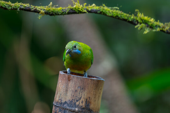 Orange-bellied Leafbird The head, upper body, neck, chest, wings and tail are green, the lower chest, belly and underside are yellow-orange.