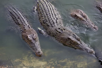 Foto op Plexiglas The salt crocodile swimming on the river near canal © pumppump