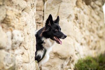 Beautiful border collie in nature