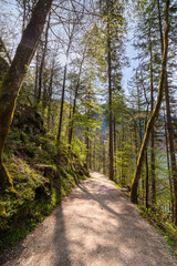 Sunlit Forest Trail: A Serene Pathway Through Nature's Embrace (Berchtesgaden, Bavaria) 