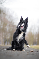 Beautiful border collie in nature