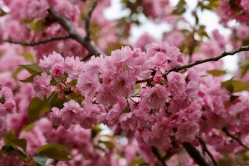 Obraz premium cherry blossoms in bloom 