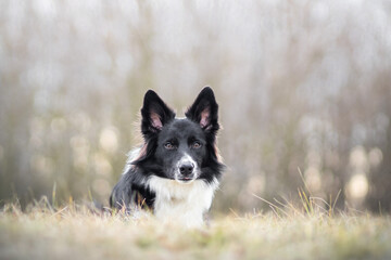 Beautiful border collie in nature