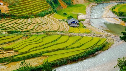 Rice terrace Field Green agriculture beautiful landscape. Ecosystem rice paddy field Vietnam green farm natural brook. Golden green rice terraces in tropical natural sunrise. Sustainability landscape