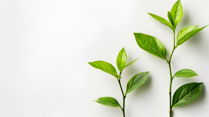 Fototapeta na wymiar Young plant on white background