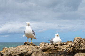 Two seagulls on a rock. Seaside of Biarritz, France. - 787307339