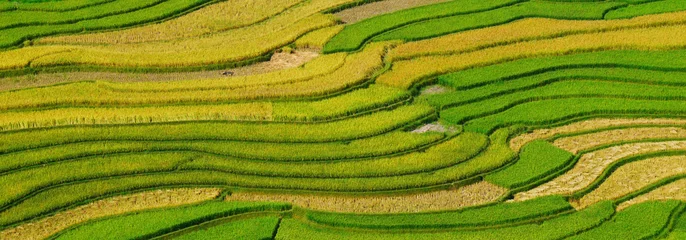 Zelfklevend Fotobehang Banner Rice terrace Field Green agriculture landscape. Ecosystem rice paddy field Vietnam farm brook. Banner Golden green rice terraces in tropical Sustainable natural sunrise with copy space © aFotostock