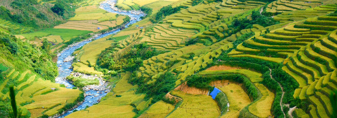 Banner Rice terrace Field Green agriculture landscape. Ecosystem rice paddy field Vietnam farm brook. Banner Golden green rice terraces in tropical Sustainable natural sunrise with copy space