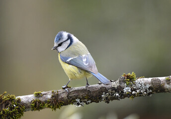 Blaumeise