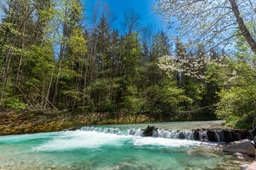 Fototapeta premium Crystal Clear Waters of the Ramsauer Ache Flowing Through a Serene Forest