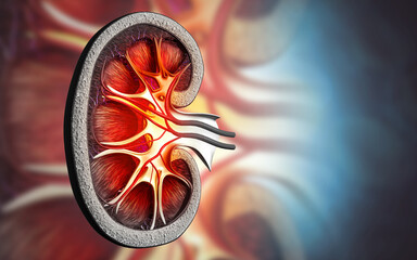 human kidneys cross-section, Medically accurate 3d illustration