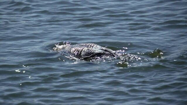 Loon Diving in Lake