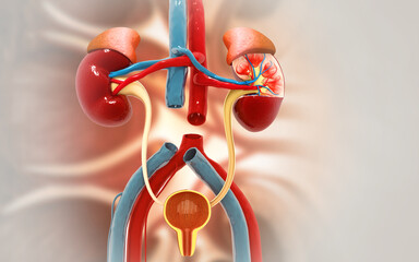 Human kidney medical diagram, anatomy of the kidney, cross section. 3d illustration