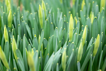 Buds of daffodil flowers, green fresh plants, close up. Natural background, narcissus in spring