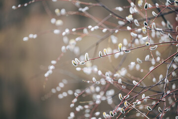 Branches of willow tree with catkins in early spring. Twigs of a plant in blossom, simple beauty of nature concept