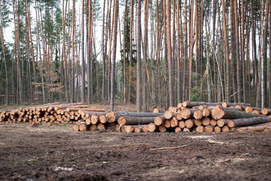 Cutting area in the forest, piles of tree trunks lying on the ground, gloomy weather. Concept of tree felling, deforestation, firewood, natural resources and energy