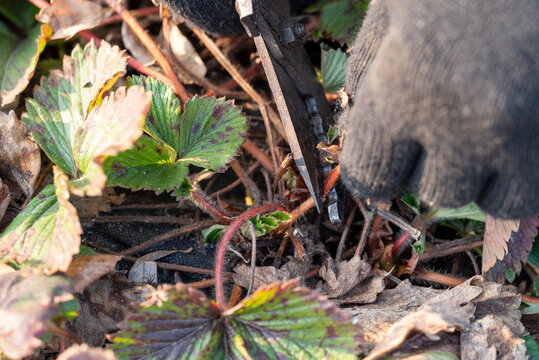 Pruning strawberry plants from old, diseased leaves. Hands in gloves cut leaves with pruner, close-up