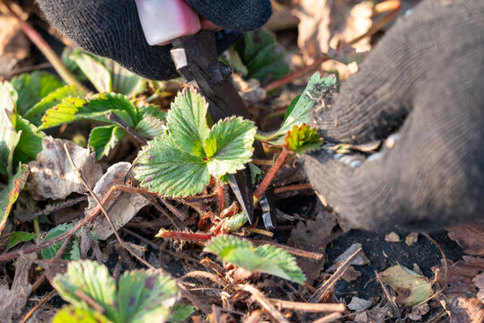 Spring care of the plants at home garden or on farm, pruning strawberries from old leaves. Close up of hands cutting dry and diseased leaves with scissors