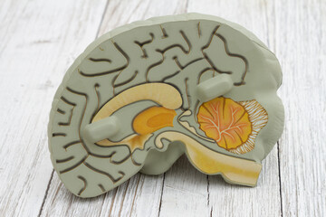 Model brain with anatomy