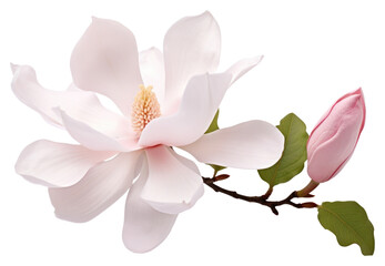 PNG  Magnolia flower blossom petal plant - obrazy, fototapety, plakaty