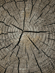 Cross section of tree trunk, stump. Rough organic texture of tree rings with close up. Section of the trunk with annual rings. Grunge wooden texture.