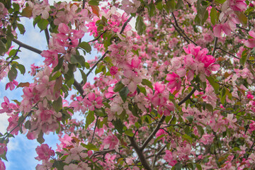 Blooming sakura tree during spring,flowering branches with pink flowers  as floral botanical background wallpaper