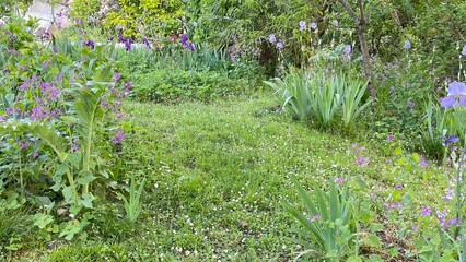 field of flowers