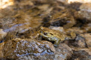 the love of two frogs, toads. one above the other on the shore of a small body of water. they rest and mate giving birth to tadpoles. The bodies blend in with the surrounding environment.