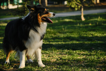 A black tricolor fluffy Australian Shepherd stands in a spring park on a green meadow and poses beautifully. A charming playful dog on a morning walk. Side view.