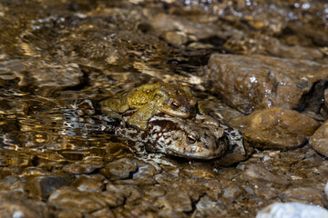 the love of two frogs, toads. one above the other on the shore of a small body of water. they rest and mate giving birth to tadpoles. The bodies blend in with the surrounding environment.