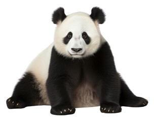 PNG A cute panda wildlife animal mammal.