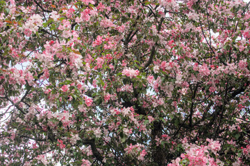 Blooming sakura tree during spring,flowering branches with pink flowers  as floral botanical...