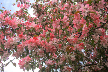 Blooming sakura tree during spring,flowering branches with pink flowers  as floral botanical...