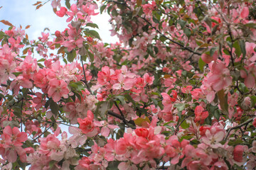 Blooming sakura tree during spring,flowering branches with pink flowers  as floral botanical...